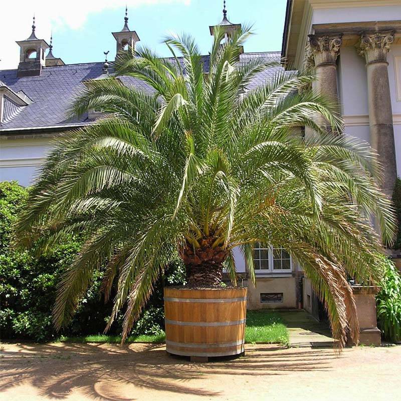 Phoenix canariensis - Palmier dattier des Canaries Pot de 1L/1,5L - Image 1