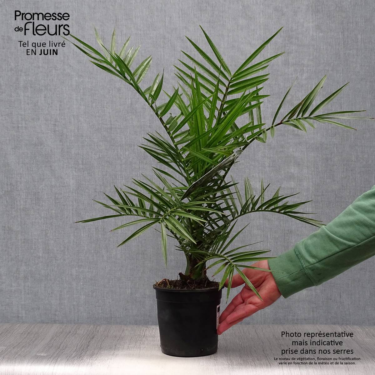 Phoenix canariensis - Palmier dattier des Canaries Pot de 1L/1,5L - Image 2