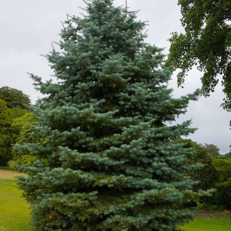 Sapin du Colorado (Abies concolor) - Godet - Taille 10cm - Pépinières Naudet