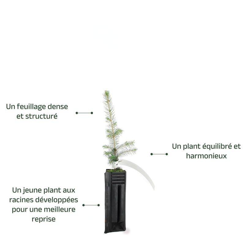 Sapin du Colorado (Abies concolor) - Godet - Taille 10cm - Pépinières Naudet - Image 3