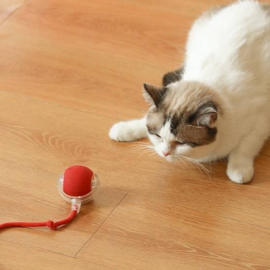 IntiMeg - Jouet interactif pour chat IntiMeg - Image 6