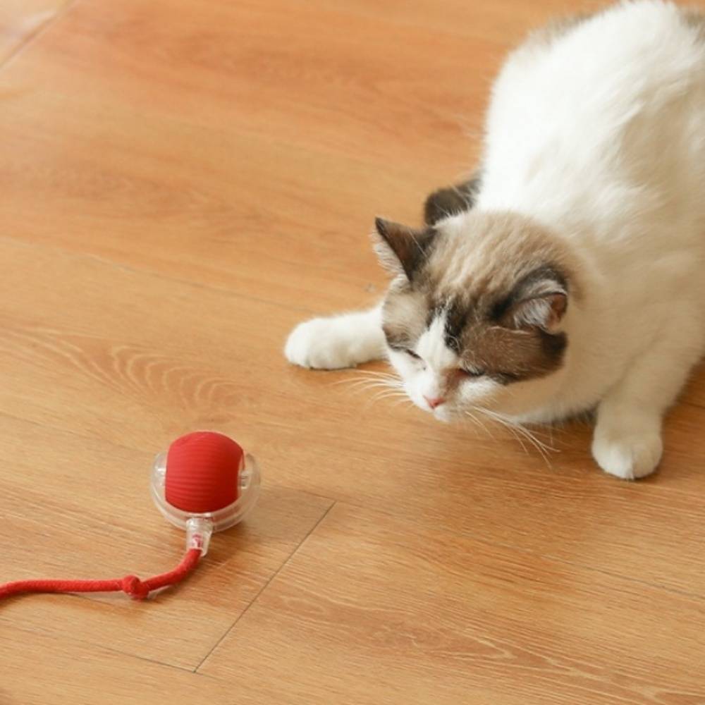 IntiMeg - Jouet interactif pour chat IntiMeg - Image 6