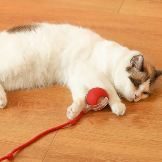 IntiMeg - Jouet interactif pour chat IntiMeg - Image 4