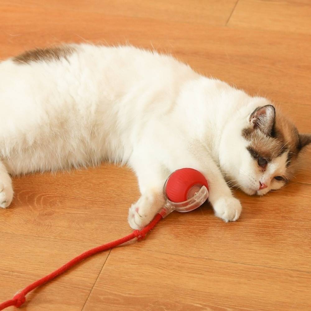 IntiMeg - Jouet interactif pour chat IntiMeg - Image 4