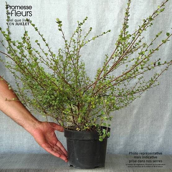 Promesse de Fleurs - Bouleau nain - Betula nana Pot de 2L/3L - Image 2