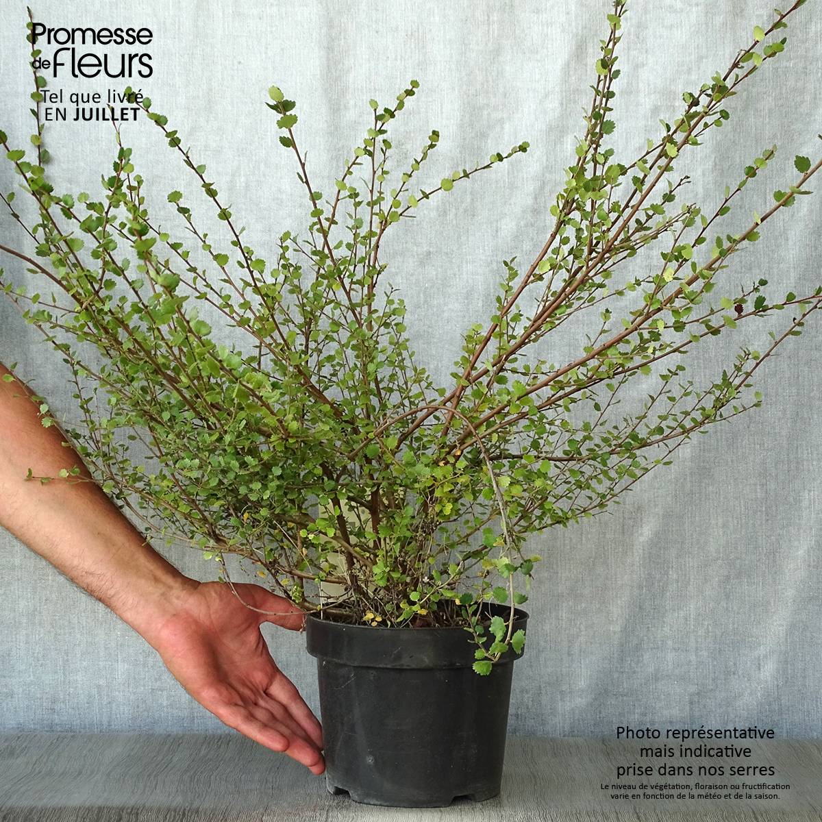Promesse de Fleurs - Bouleau nain - Betula nana Pot de 2L/3L - Image 2