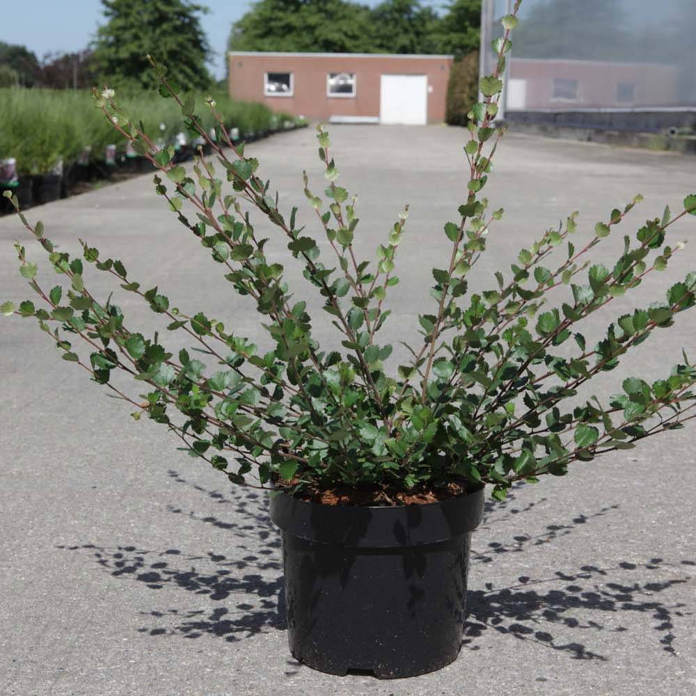 Promesse de Fleurs - Bouleau nain - Betula nana Pot de 2L/3L - Image 1