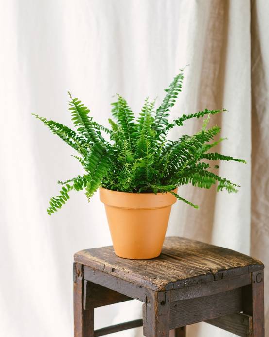 Fougère de Boston 30cm - Plante d'intérieur- La Green Touch - Image 2