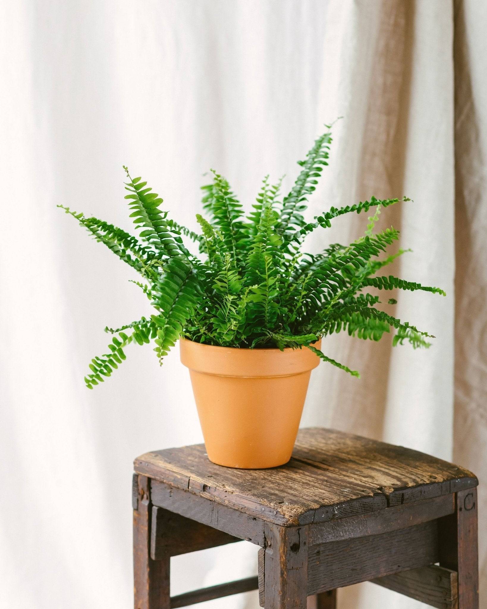 Fougère de Boston 30cm - Plante d'intérieur- La Green Touch - Image 2