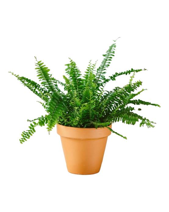 Fougère de Boston 30cm - Plante d'intérieur- La Green Touch - Image 1