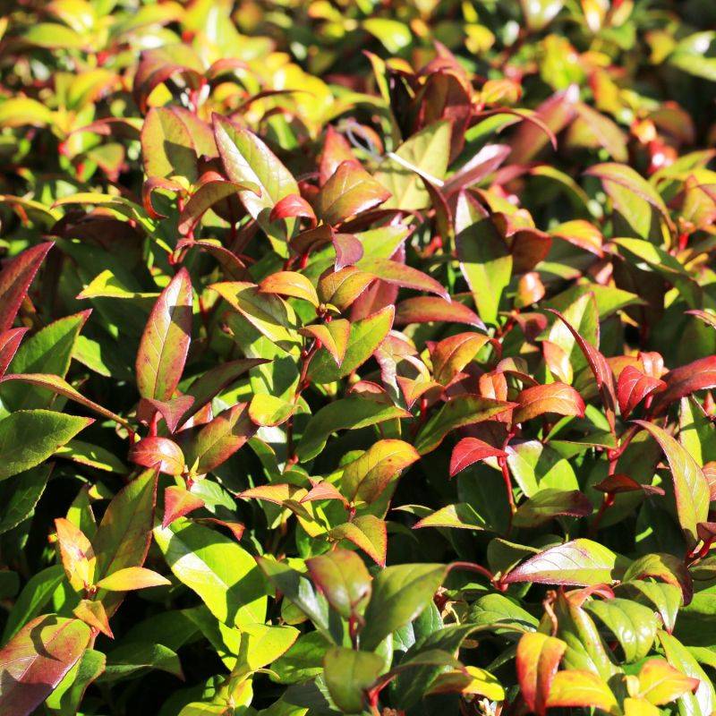 Leucothoé 'Zeblid' Scarletta (Leucothoe 'Zeblid' Scarletta) - Godet 9cm - Pépinières Naudet