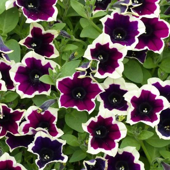 Pétunia Cascadias Rim Magenta Mini-motte Ø 3/4 cm, Plant vert de 5 à 10 cm de haut (par 5)