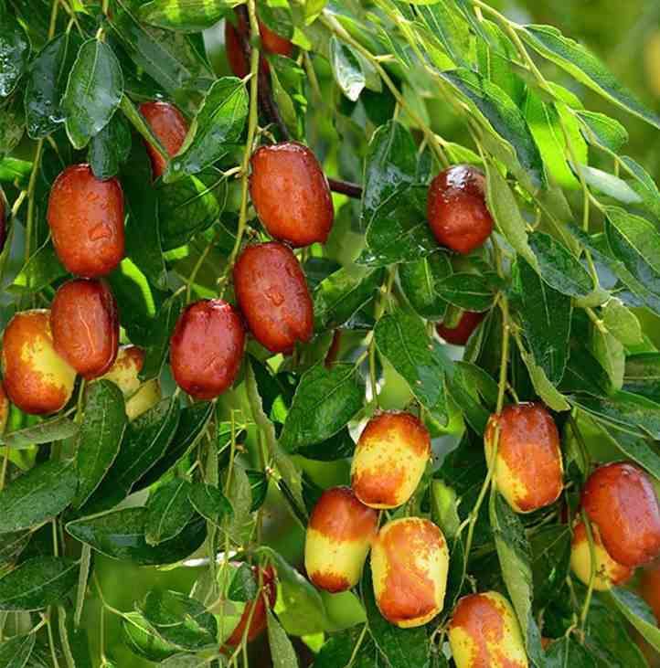 Sans Marque - collection de 6 fruitiers exotiques rustiques pour votre jardin - Image 4