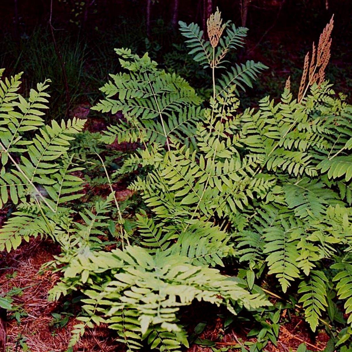 Promesse de Fleurs - Osmunda regalis - Osmonde royale, fougère Pot de 2L/3L