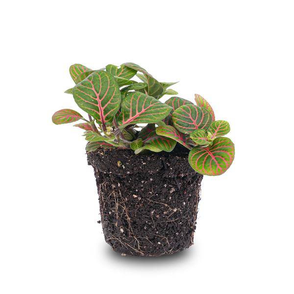 La Green Touch - Fittonia Bubble Red - Plante mosaïque - pot Ø8 cm