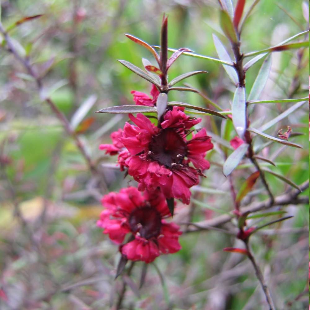 Leptospermum Red Damask, Arbre à thé à fleurs Rouge/ - feuillage Persistant - Pot de 3L - 20/40 cm - Image 1