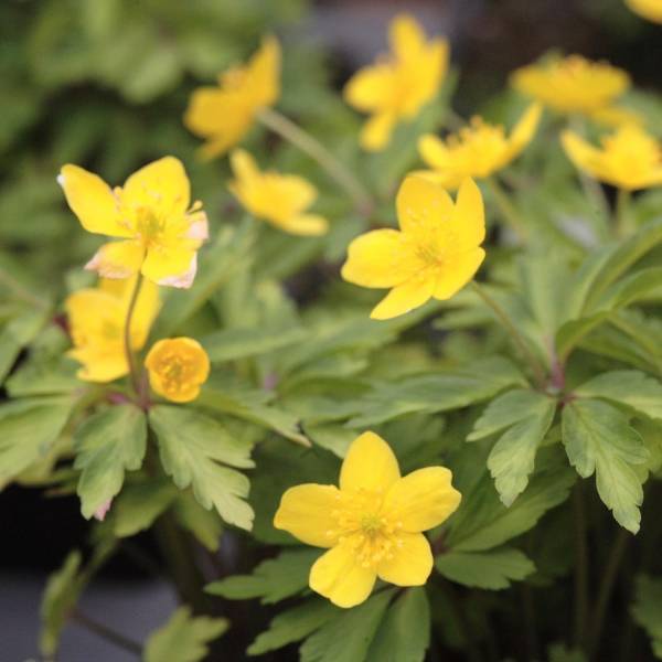 Promesse de Fleurs - Anemone ranunculoides - Anémone fausse renoncule Bulbe calibre I (par 10)