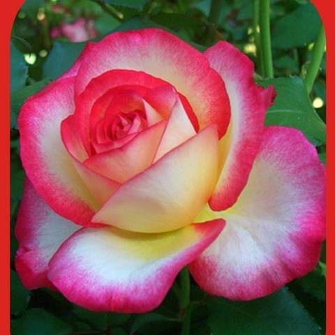 Rosier Leo Ferré Pot de 4L/5L