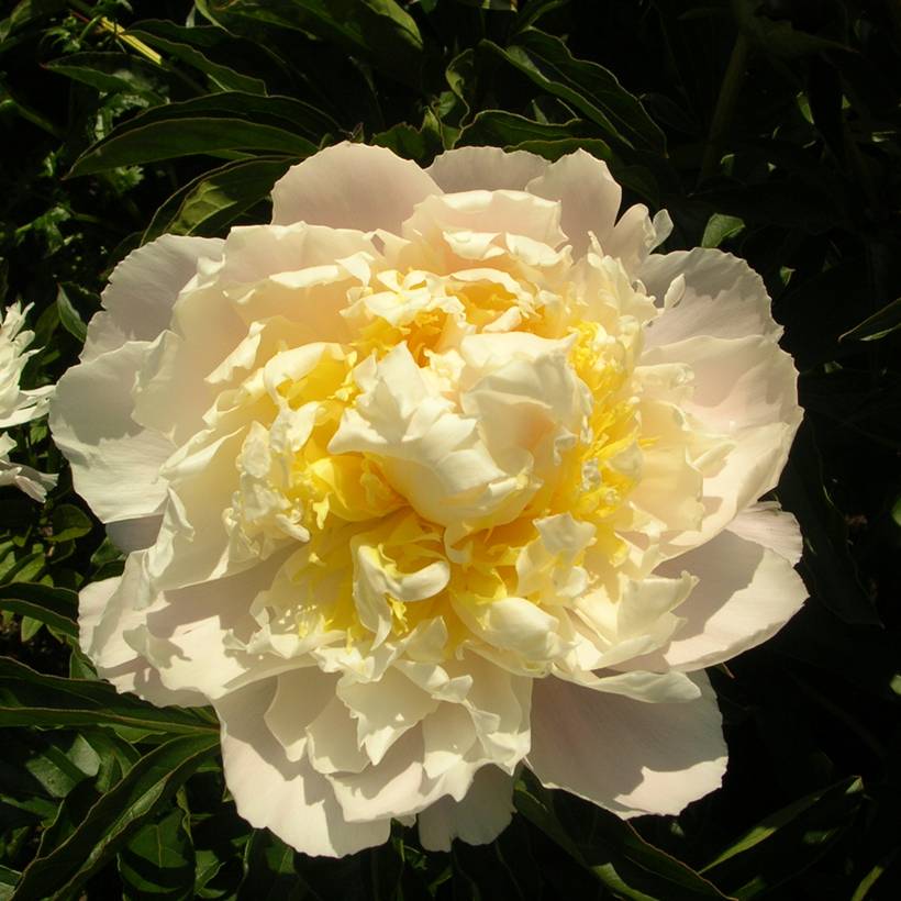 Promesse de Fleurs - Pivoine lactiflora Cheddar Cheese Souche 3/5 yeux