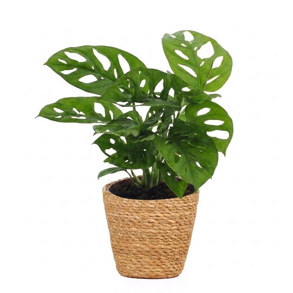 Monstera adansonii - avec panier - Ø12cm - ↕25cm - Plantes d’intérieur - Image 2