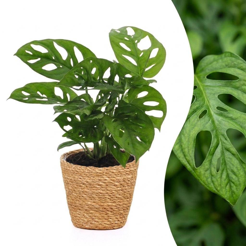 Monstera adansonii - avec panier - Ø12cm - ↕25cm - Plantes d’intérieur - Image 1