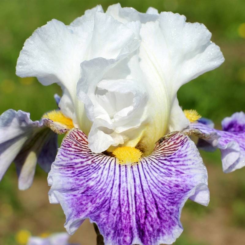Promesse de Fleurs - Iris germanica Palette De Peintre - Iris des Jardins Rhizome