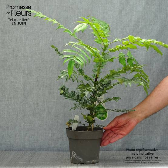 Promesse de Fleurs - Mahonia (x) media Charity Pot de 2L/3L - Image 2