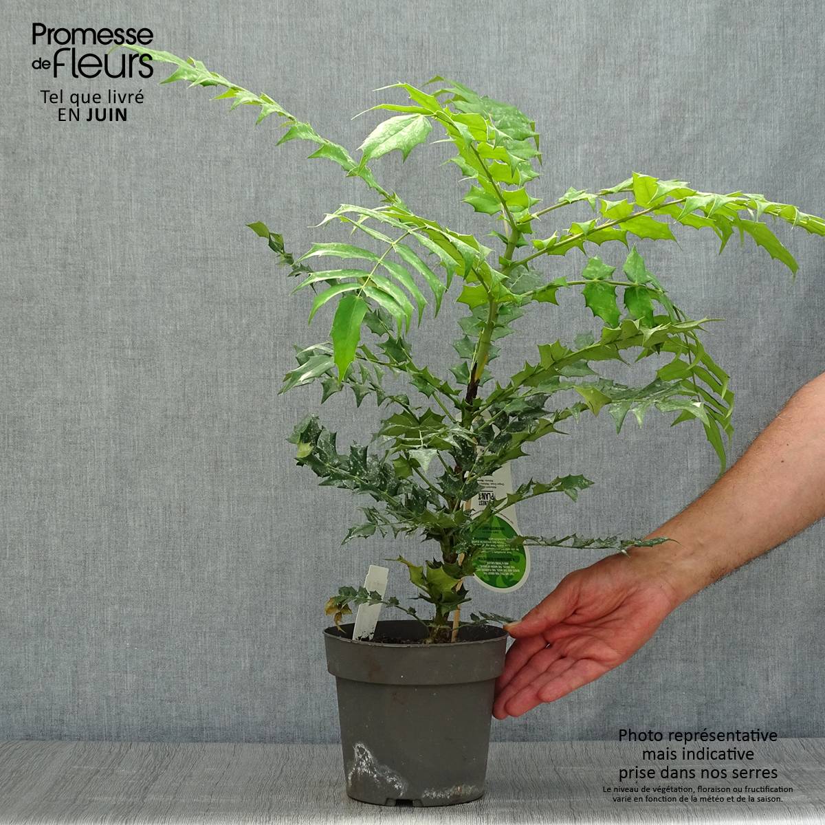 Promesse de Fleurs - Mahonia (x) media Charity Pot de 2L/3L - Image 2