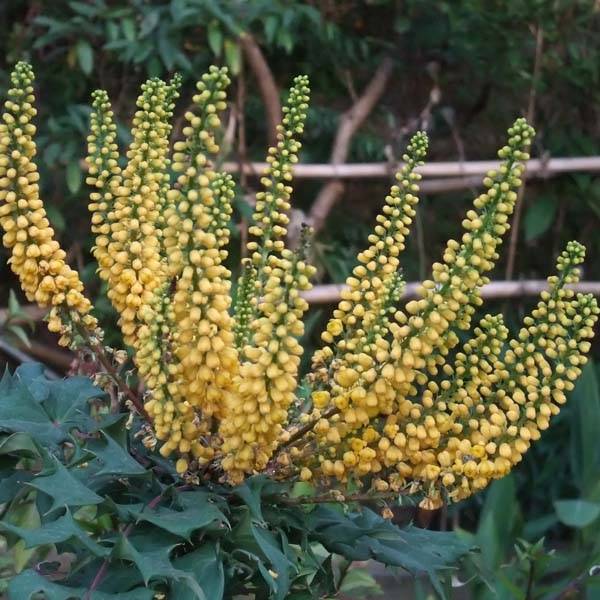 Promesse de Fleurs - Mahonia (x) media Charity Pot de 2L/3L - Image 1