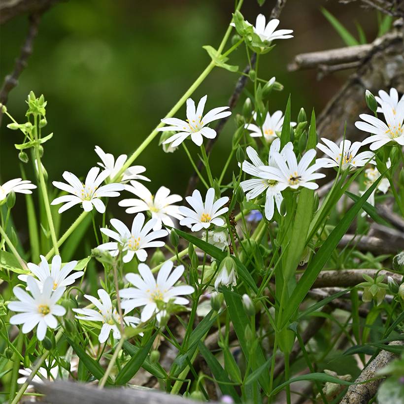 Stellaria (Rabelera) holostea - Stellaire holostée Godet de 8/9 cm