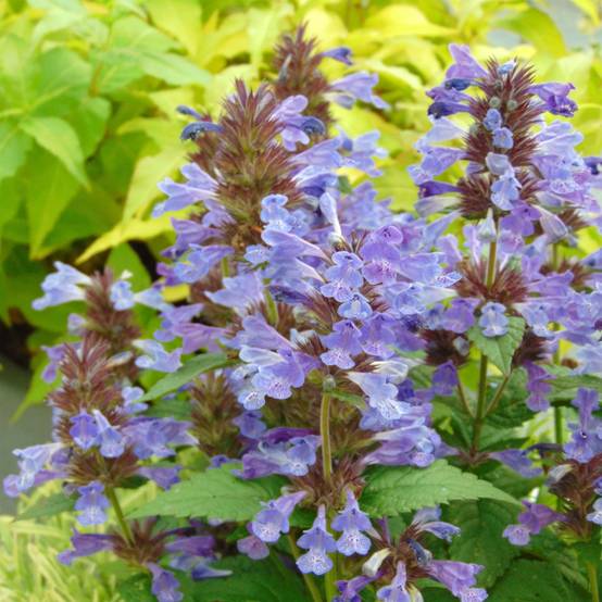 Promesse de Fleurs - Népéta nervosa Neptune - Chataire Pot de 1,5L/2L