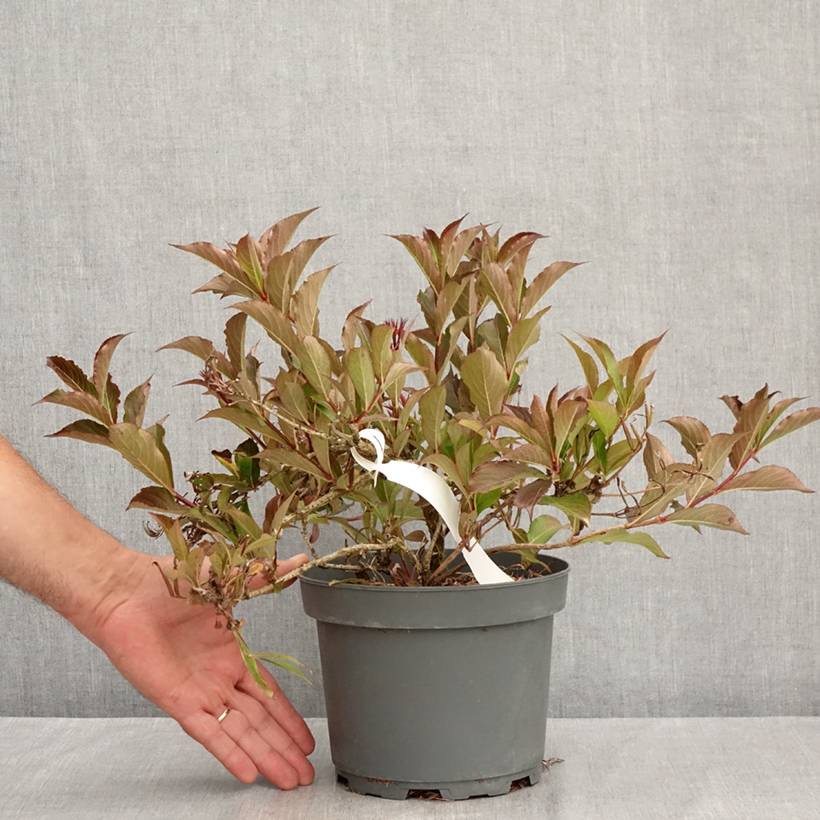 Promesse de Fleurs - Weigela Rumba Pot de 3L/4L - Image 2