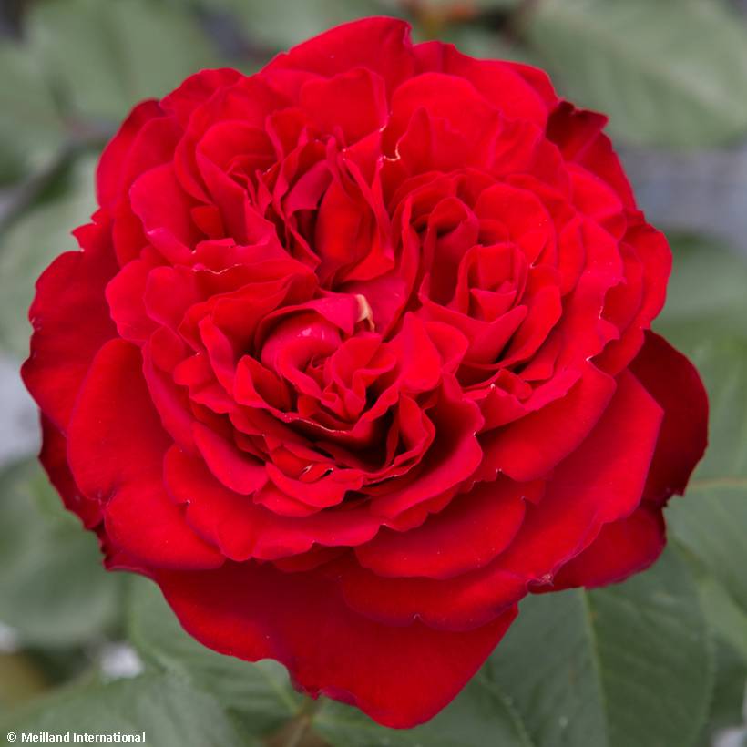 Promesse de Fleurs - Rosier à grandes fleurs Traviata Pot de 4L/5L