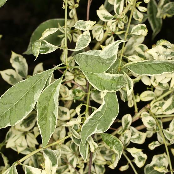 Euonymus phellomanus Silver Surprise - Fusain de Chine Pot de 4L/5L, Tige