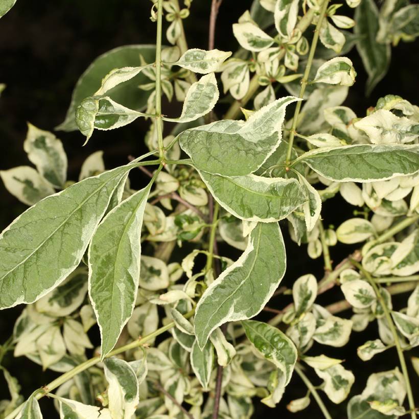 Euonymus phellomanus Silver Surprise - Fusain de Chine Pot de 4L/5L, Tige