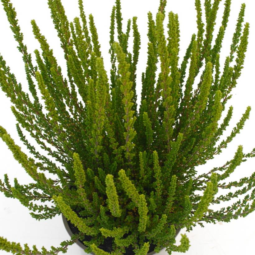 Bruyère d'été - Calluna Garden Girls Zelia Pot de 1L/1,5L