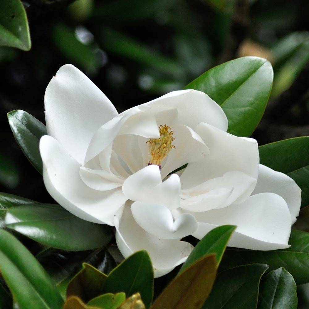 Promesse de Fleurs - Magnolia grandiflora Double Nantais Pot de 1,5L/2L