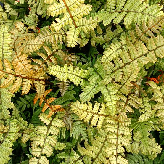 Dryopteris lepidopoda - Fougère Godet de 8/9 cm