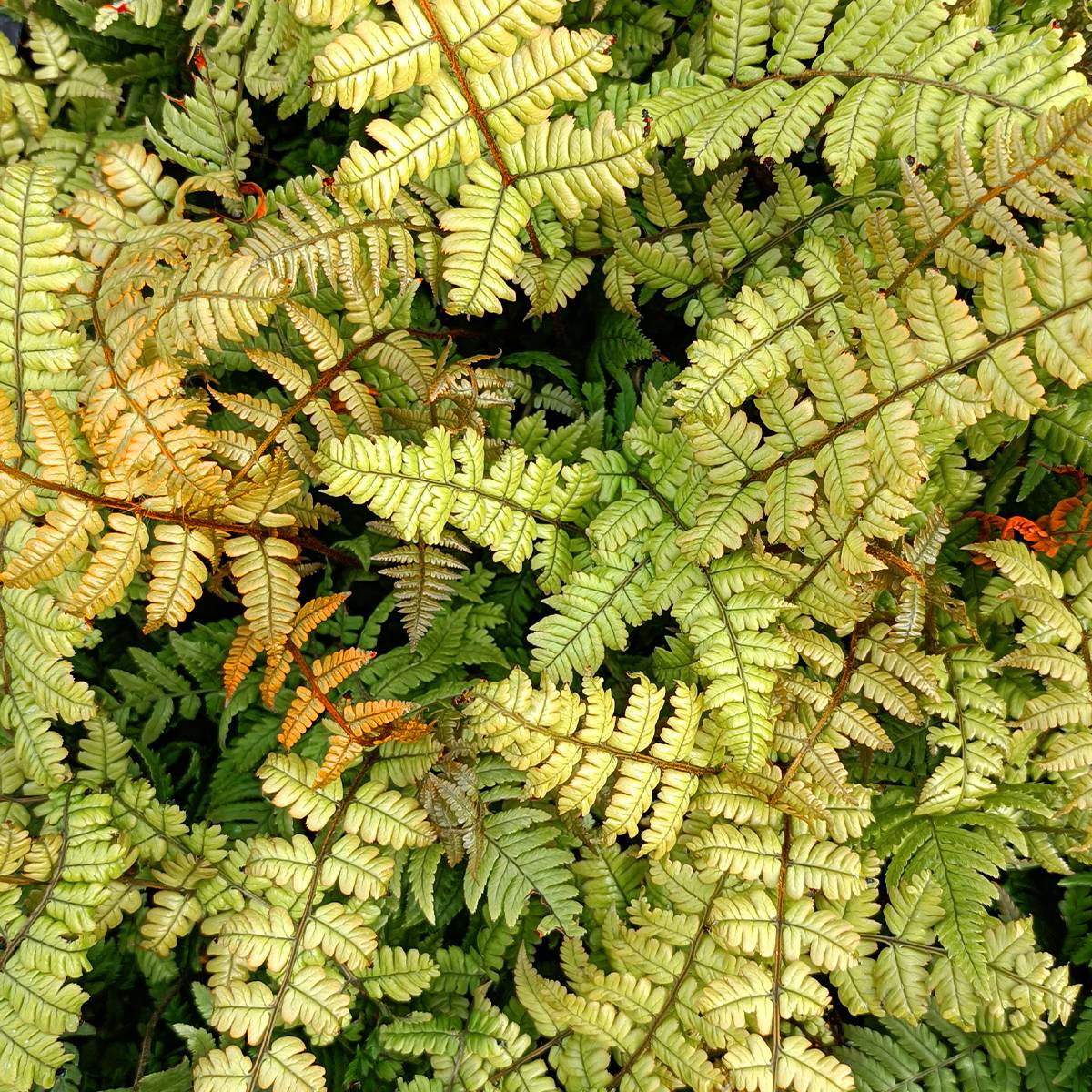 Dryopteris lepidopoda - Fougère Godet de 8/9 cm