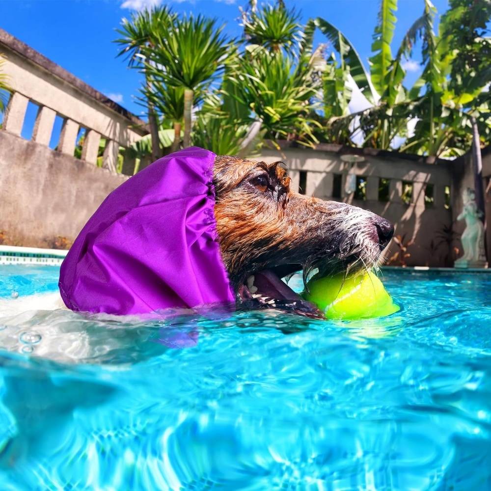 DtopbuyAge - Lot de 3 bonnets de bain pour chien DtopbuyAge - Image 2