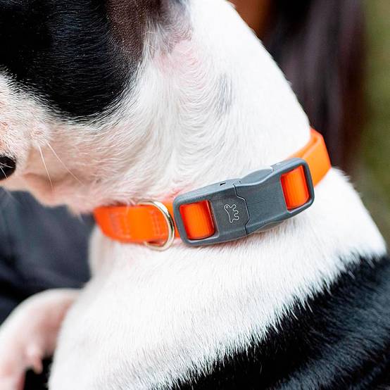 Ferplast - Collier pour Chiens EVOLUTION C25/56 avec Boucle Magnétique, Hypoallergénique, Lavable, Vert - Image 3