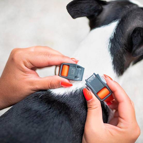 Ferplast - Collier pour Chiens EVOLUTION C25/56 avec Boucle Magnétique, Hypoallergénique, Lavable, Vert - Image 4
