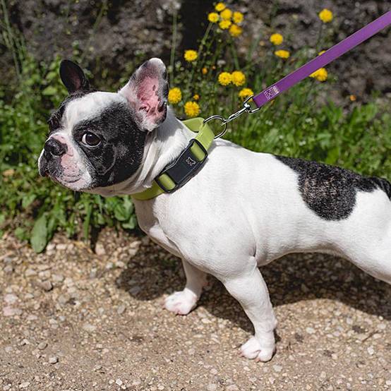 Ferplast - Collier pour Chiens EVOLUTION C25/56 avec Boucle Magnétique, Hypoallergénique, Lavable, Vert - Image 5