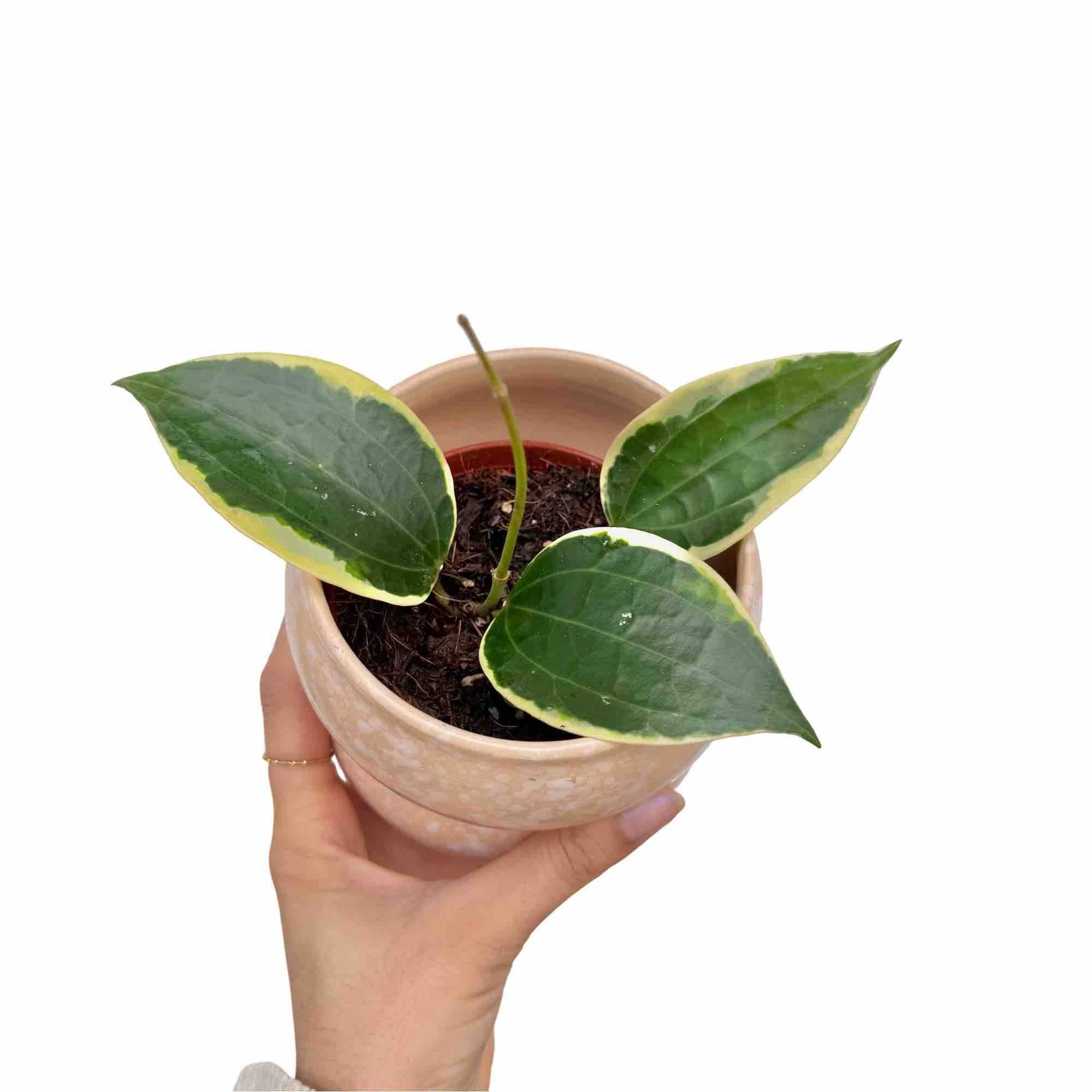Hoya Latifolia Albomarginata - Pot de 9cm - Plantes d'intérieur
