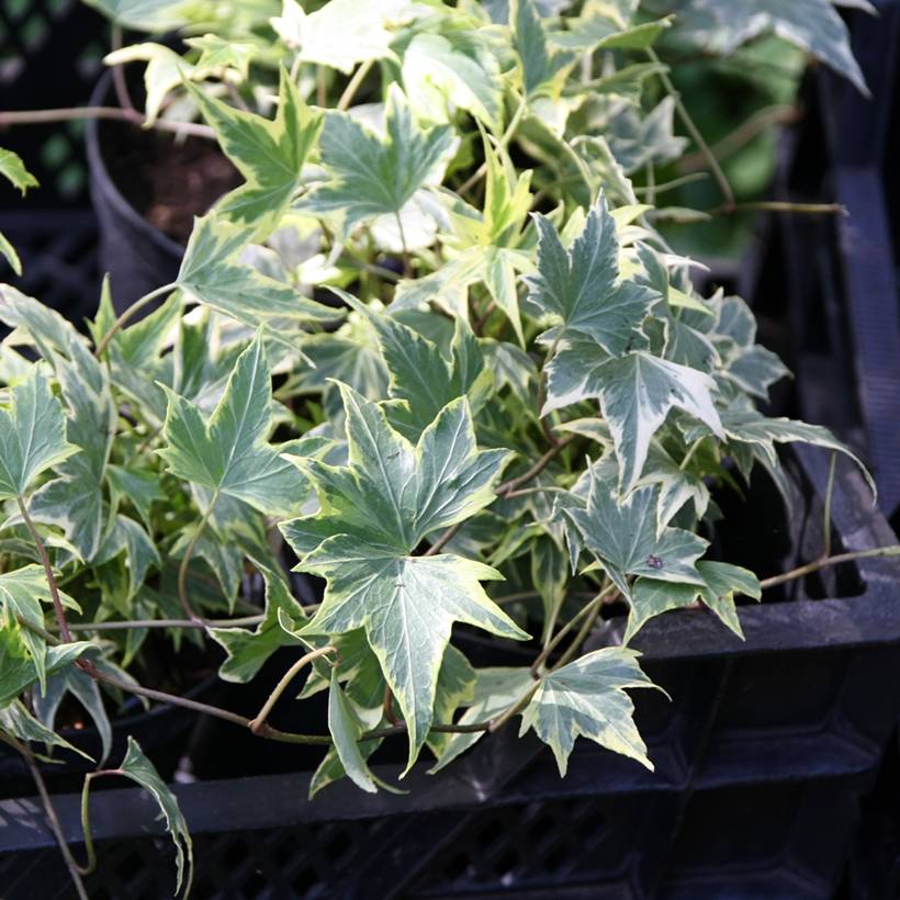 Lierre d'ornement - Hedera helix Yellow Ripple 'Golden Starlight' Godet de 8/9 cm