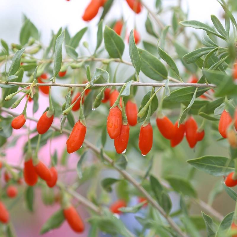 Baie de Goji Sweet Success® à fleurs Violette - feuillage Caduc - Pot de 3L - Echelle bambou 60/120 cm-  hauteur à maturité De 2,00 m à 2,50 m - Image 1