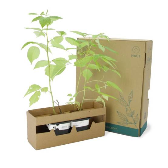 Framboisier 'Heritage' BIO (Rubus idaeus 'Heritage') - Godet 9cm - Pépinières Naudet - Image 5