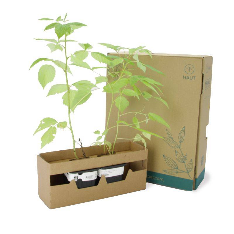 Framboisier 'Heritage' BIO (Rubus idaeus 'Heritage') - Godet 9cm - Pépinières Naudet - Image 5