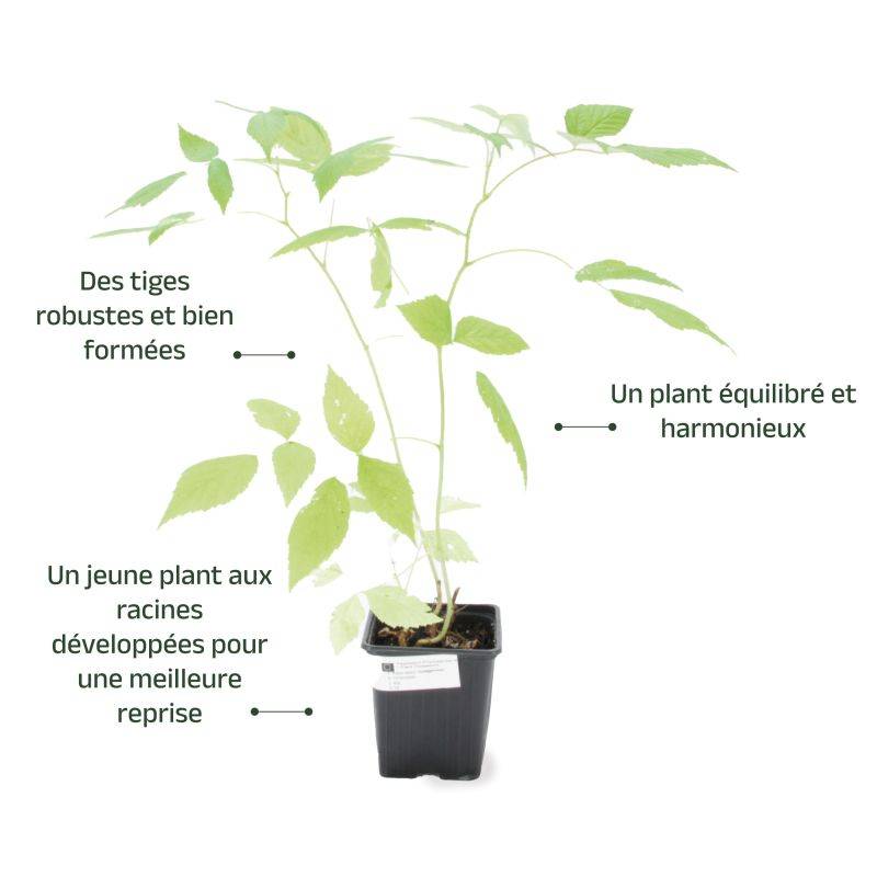Framboisier 'Heritage' BIO (Rubus idaeus 'Heritage') - Godet 9cm - Pépinières Naudet - Image 3