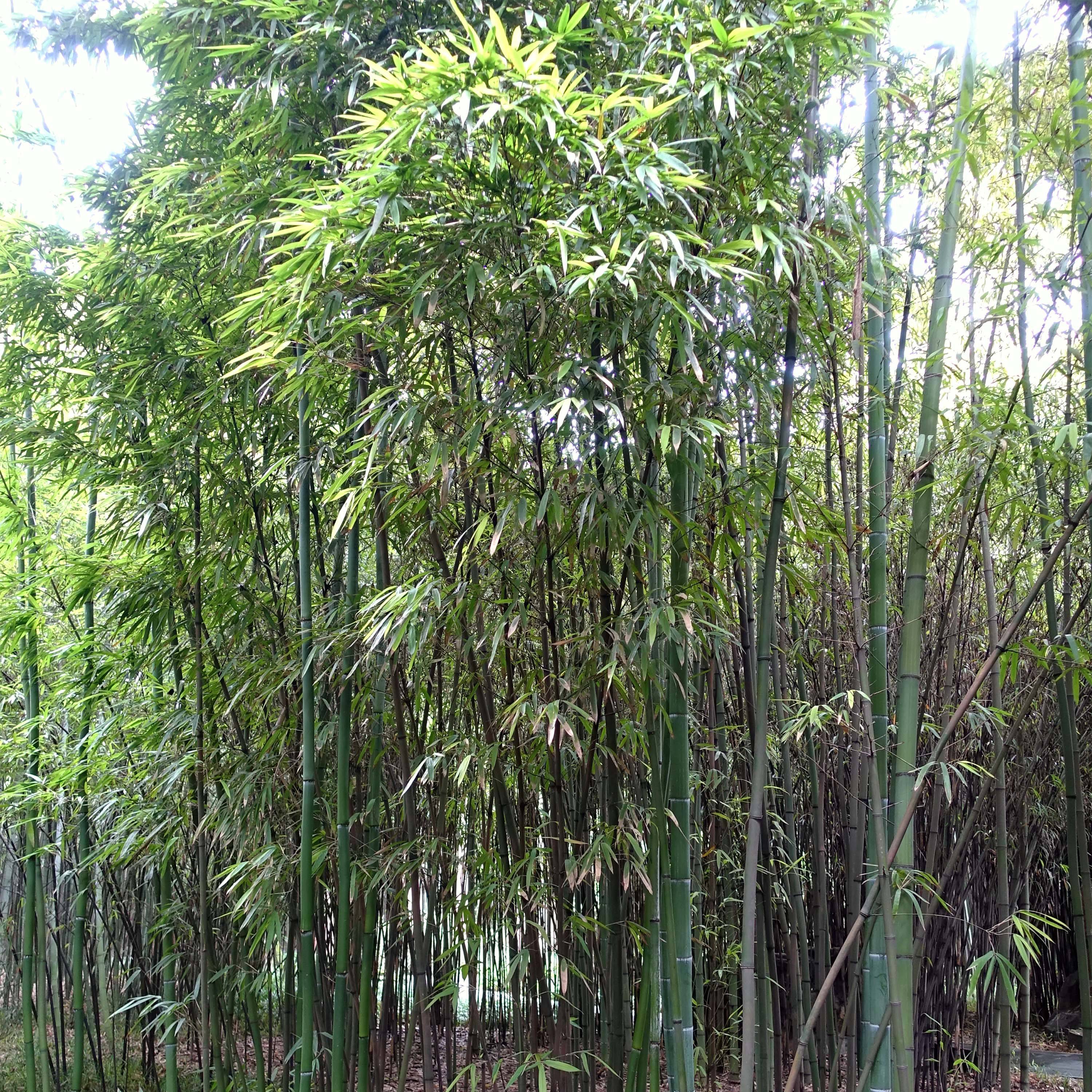 Phyllostachys iridescens - Bambou géant Pot de 4L/5L